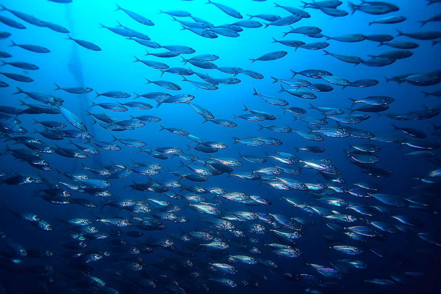 Omega-3-Fettsäuren aus Fischöl: Wichtige Funktionen im Körper